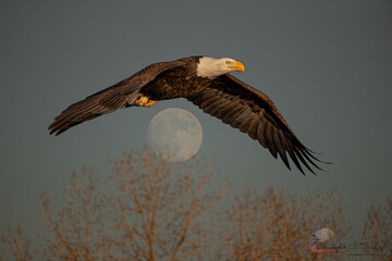 bird, flying, flight, nature, eagle, wildlife, animal, sky, wing, fly, hawk, wild, osprey, raptor,...