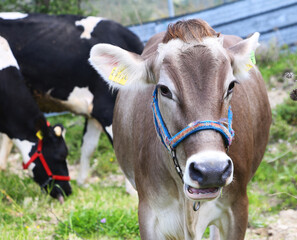 Cows in a green field