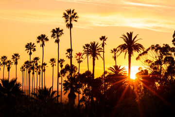 Fototapeta na wymiar Palm trees against beautiful sunset in Los Angeles, California