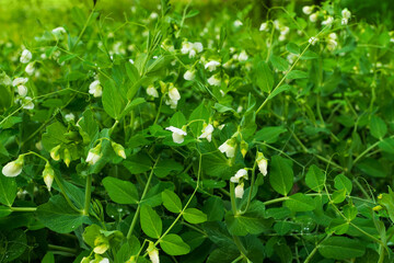 The sown peas have bloomed and are preparing the ovaries