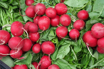 spring fresh radishes on market