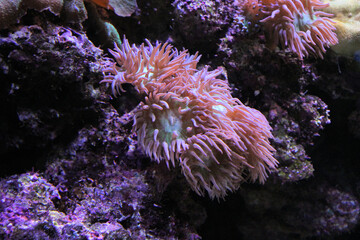 Fototapeta na wymiar Coral in an Aquarium