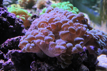 Naklejka premium Coral in an Aquarium