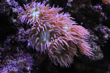 Naklejka na ściany i meble Coral in an Aquarium