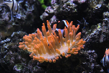 Naklejka na ściany i meble Coral in an Aquarium