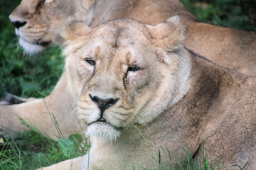 A close up of a Lion