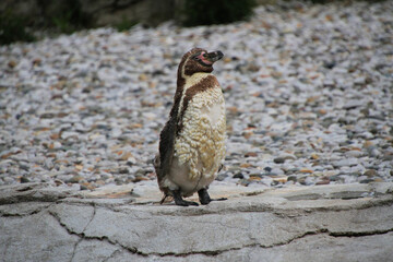meerkat on a rock