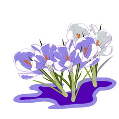 Spring flowers crocuses