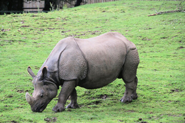 Obraz premium rhino in the grass