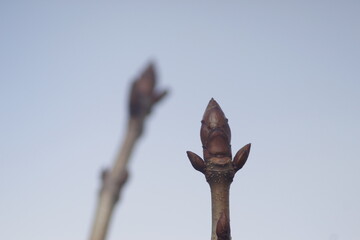 Aesculus hippocastanum, the horse chestnut