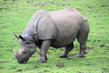 Naklejka premium rhino in the grass