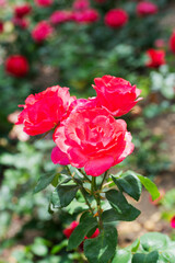 Natural background with roses in the garden