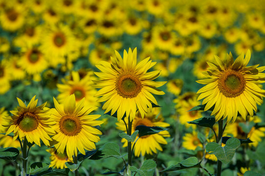 Beautiful landscape with sunflower field, close up