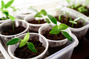 Seedlings growing in plastic cups at home kitchen