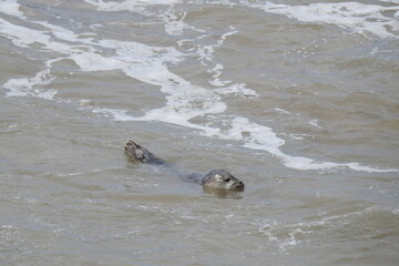 A harbor seal swimming in the tidal waters off of Carpinteria Beach, in Santa Barbara County, California.