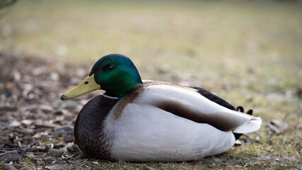 Fototapeta premium handsome drake resting on the lawn on park