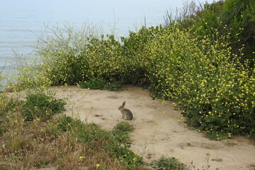 A small desert cottontail rabbit with ticks on its ears, in Carpinteria, Santa Barbara County, California.