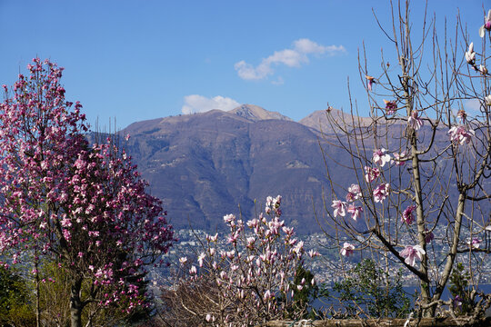colorful tulip trees by Lake Maggiore, Ticino