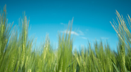 Fototapeta premium Green wheat and blue sky. Beautiful natural grass desktop background