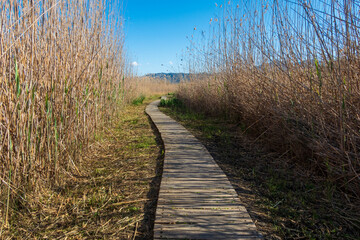 Wooden walkway, crossing a marsh full of reeds, on a day with blue skies.