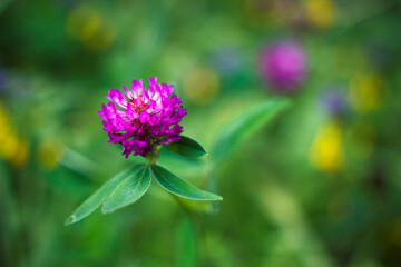 Fresh clover flower with unfocused yellow flowers around. Colorful meadow close up. Soft nature...