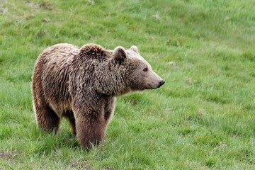 Obraz premium Brown bear in the nature