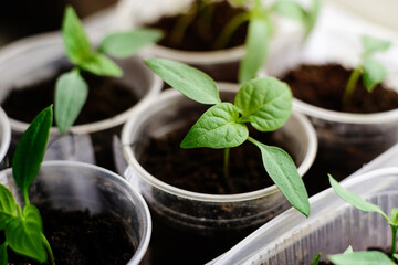 Seedlings growing in plastic cups at home