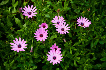 Closeup of pink flowers called African daisies