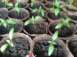 Young seedlings of bell pepper in a peat pots. Ecological home growing of pepper seedlings in biodegradable pots indoors in spring