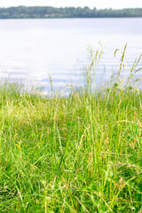 Close-up of bright, luscious green grass. River Daugava bank in summer. Riverbank in the background in blur. Scene waterscape.