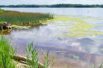 The bank of the Daugava river is overgrown with reeds and covered with mud. Riverbank in sunny day.