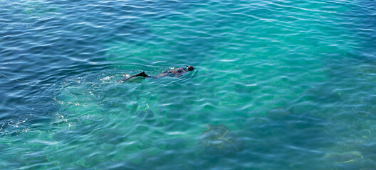 Fototapeta premium Cala conill en Benidorm, hombre haciendo buceo
