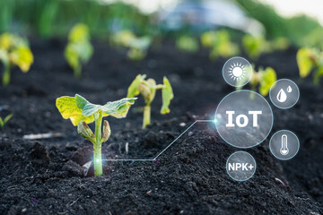 Smart farming with IoT, futuristic agriculture concept: digital monitoring of crops of parameters...