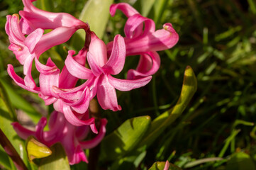 Obraz premium Spanish Bluebells in the afternoon spring sunshine