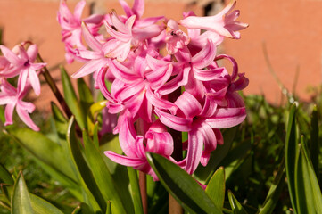 Pink hyacinths in the afternoon spring sunshine