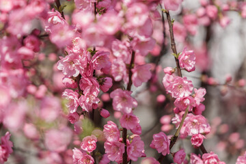 Beautiful and cute pink cherry blossoms (sakura) against blue sky.Botanical garden, sakura blossoms, tree pink flowers, closeup