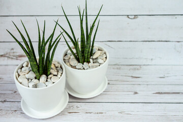 Sansevieria in ceramic pot.  White old wood background.