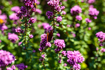 Close up Violet Garden Flowers