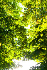 chestnut leaves against blue sky in summer