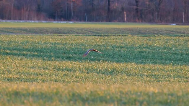 Kornweihe weiblich im Flug beim Jagen &uuml;ber Ackerfl&auml;che mit reduzierter Geschwindigkeit