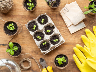 Basil seedlings in biodegradable pots on wooden table. Top view on green plants in peat pots and...