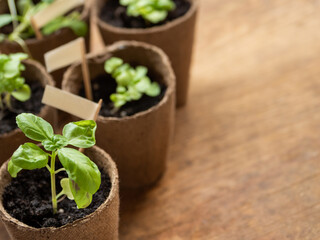 Basil seedlings in biodegradable pots on wooden table. Green plants in peat pots. Copy space.