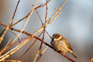 An adult male house sparrow (Passer Domesticus) is perching on a leafless branch alone in winter. It has red light brown and darker brown furs in his plumage. It has dark colored beak and eyes.
