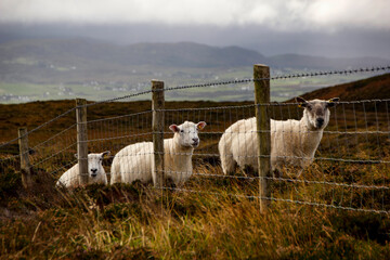 Three sheep behind a fence on Rosguill peninsula, County Donegal, Ireland