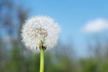 White round dandelion on blue sky background, copy space. Summertime, fragility in nature.