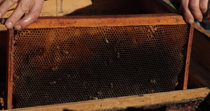 Close up beewax. bee animal agriculture honey beewax beeswax. Honey comb or Beewax collected under tank, empty with no honey.