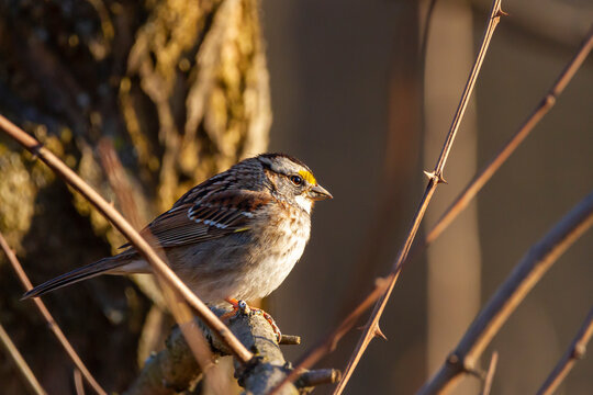 Zonotrichia albicollis, white throated sparrow perching on branch in winter. Side view with catch lights on eyes and yellow green spot hon forehead. Photo taken in maryland usa.