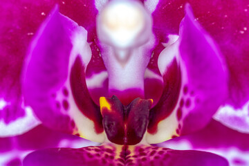Flower of pink Orchid. Blurry background. Macro shot. Abstract.