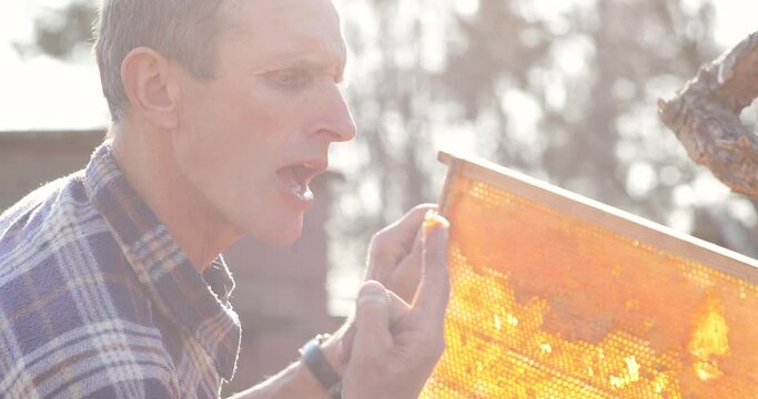 Beekeeper holding a piece of fresh honeycomb taken from beehive in apiary.