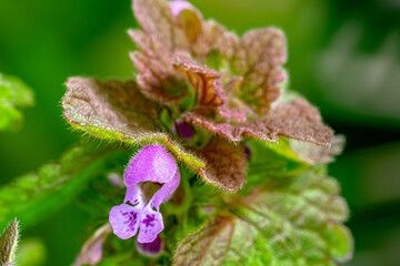 Early spring purple flowers on the nettle plant with green-brown leaves. Blurry background.